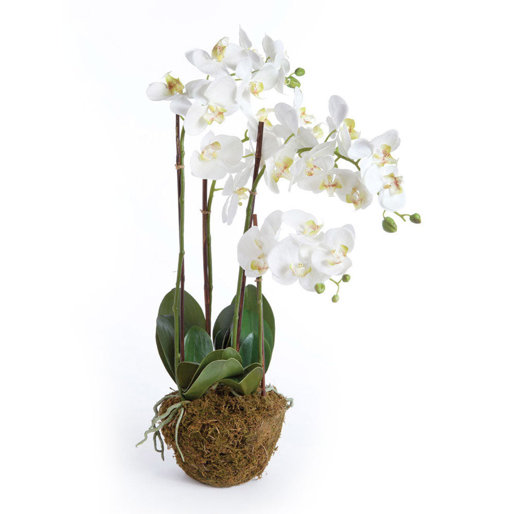 Phalaenopsis Orchid Drop-In, 30"