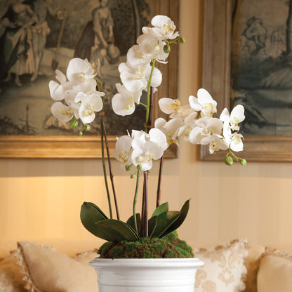 Phalaenopsis Orchid Drop-In, 30"