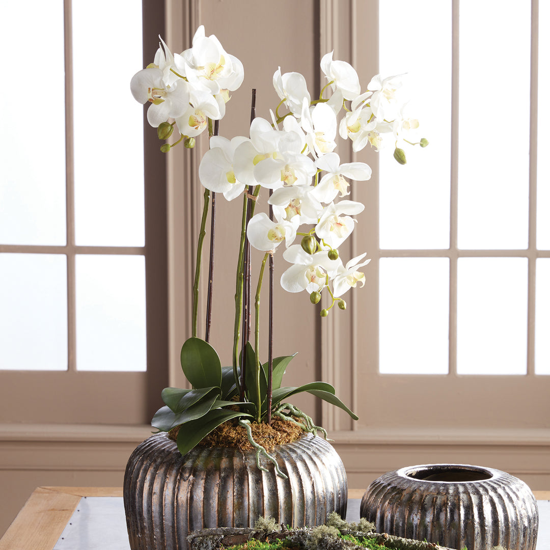 Phalaenopsis Orchid Drop-In, 30"