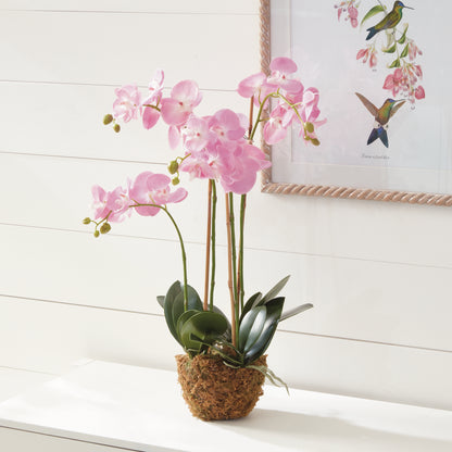 Phalaenopsis Orchid Drop-In, 30"