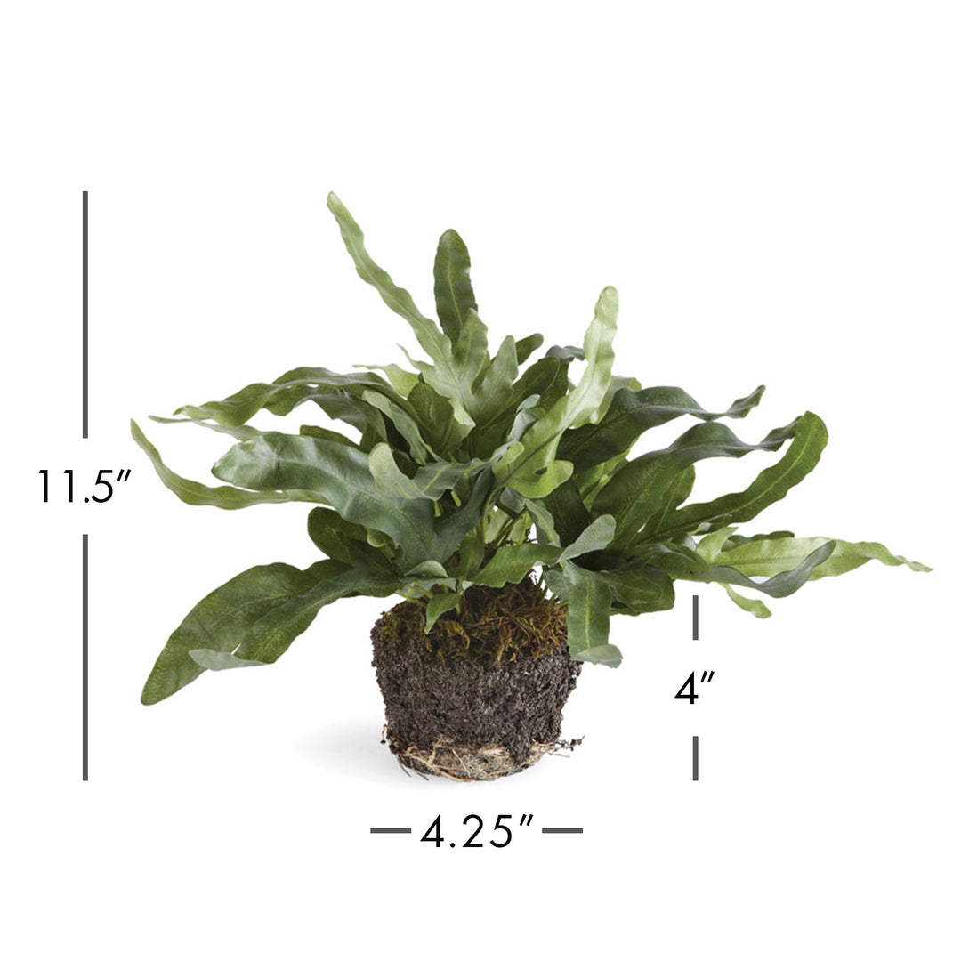 Echeveria Fern Drop-In 11.5"