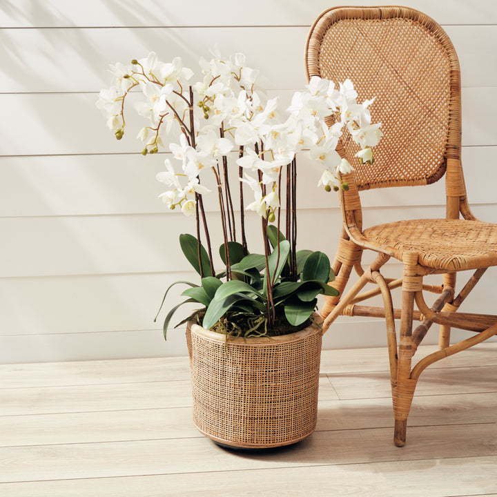 Phalaenopsis White Orchid Drop-In, 36"