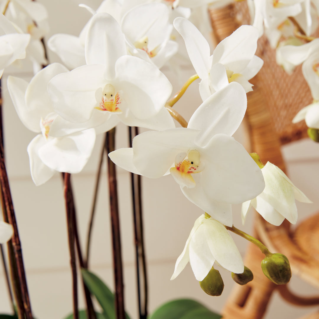 Phalaenopsis White Orchid Drop-In, 36"