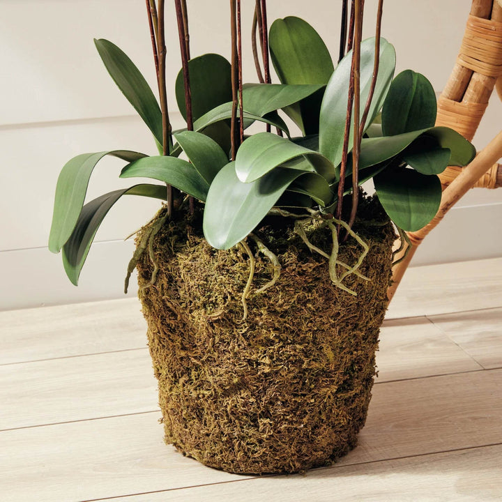 Phalaenopsis White Orchid Drop-In, 36"