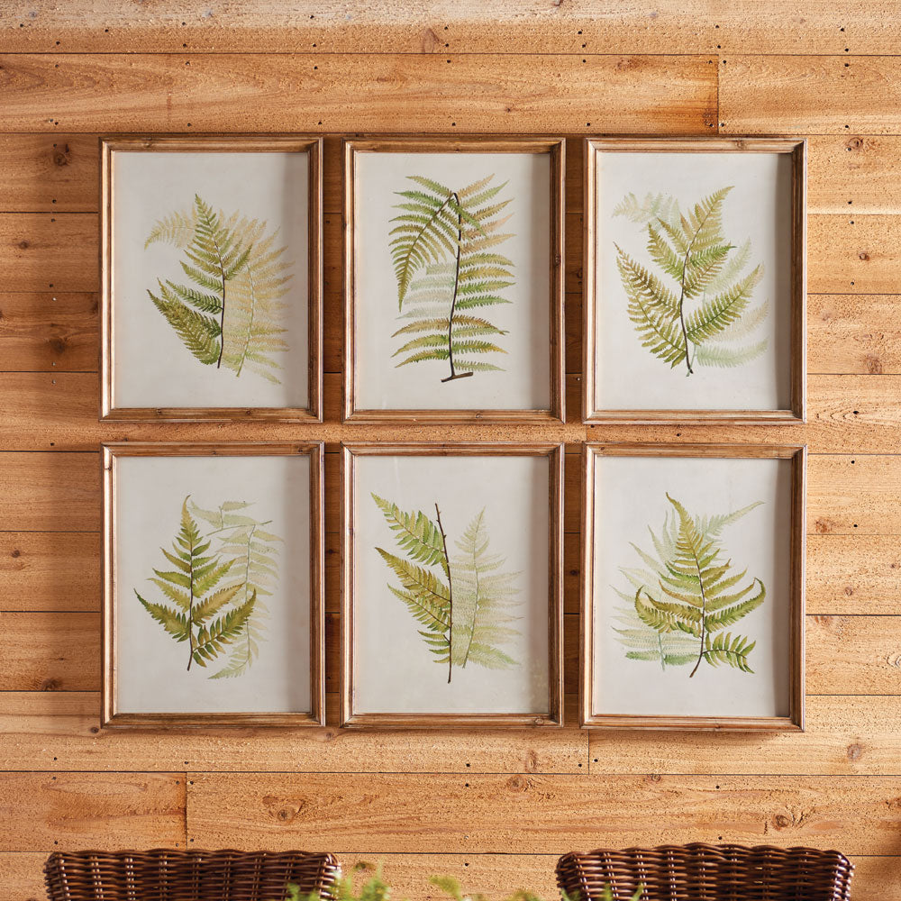 Framed Fern Study Wall Prints, Set Of 6