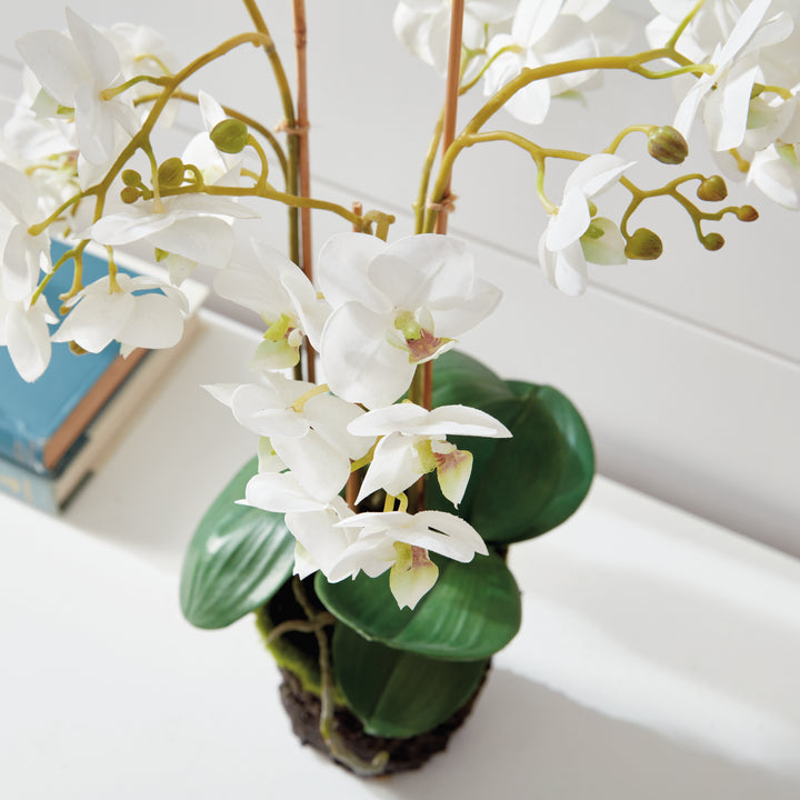 Phalaenopsis White Orchid Drop-In 20"