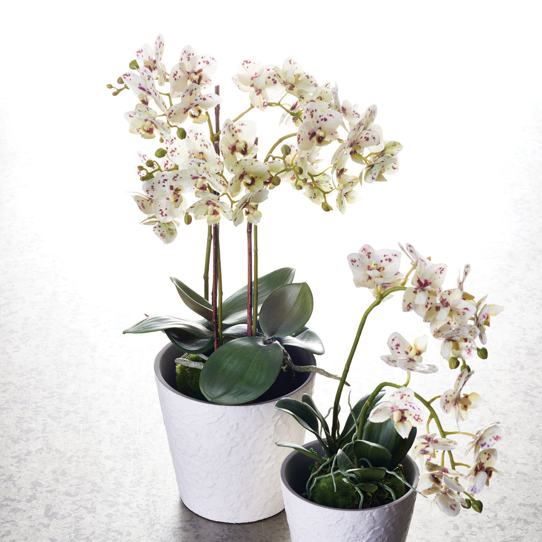 Phalaenopsis White Accent Orchid Drop-In 20"