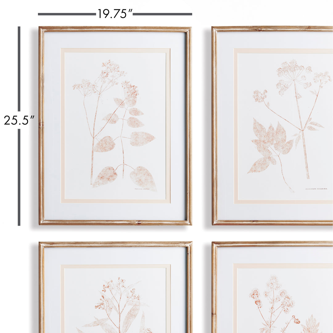 Blush Botanical Study Wall Prints, Set Of 4