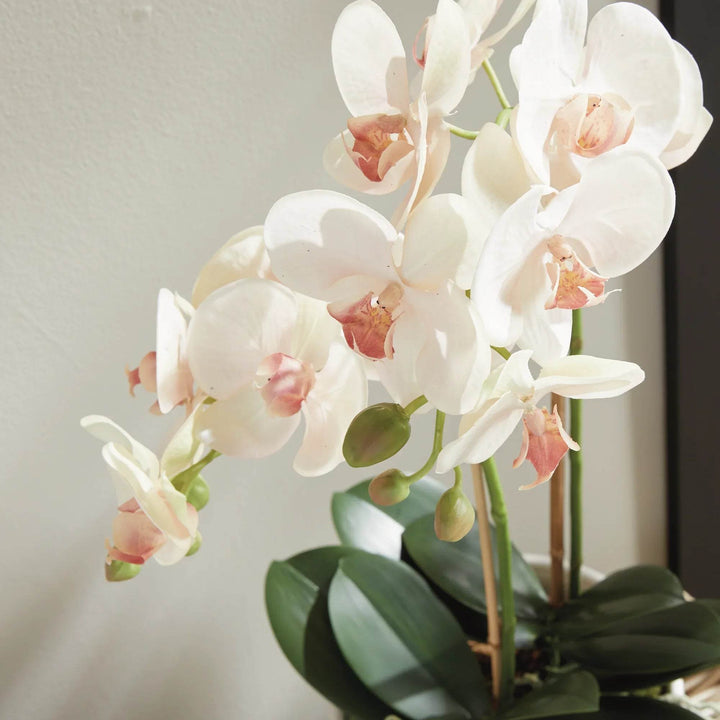 Soft Blush Faux Orchid Drop-In - Realistic Artificial Flower