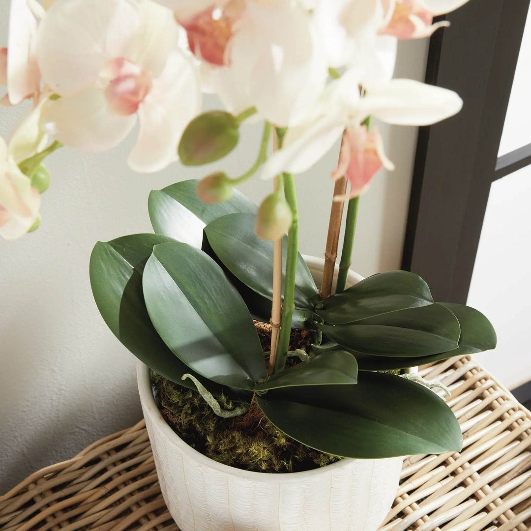 Soft Blush Faux Orchid Drop-In - Realistic Artificial Flower