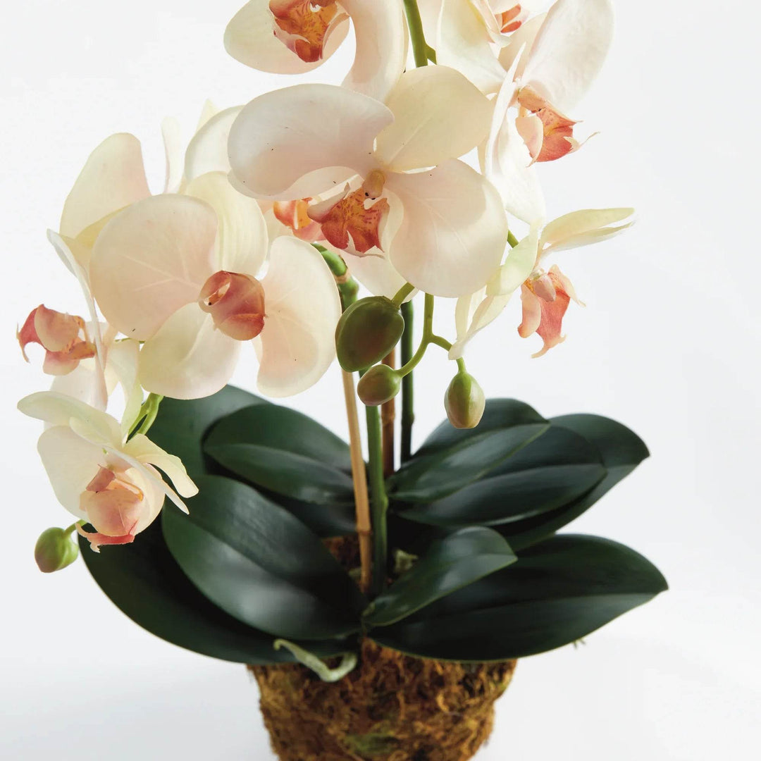 Soft Blush Faux Orchid Drop-In - Realistic Artificial Flower