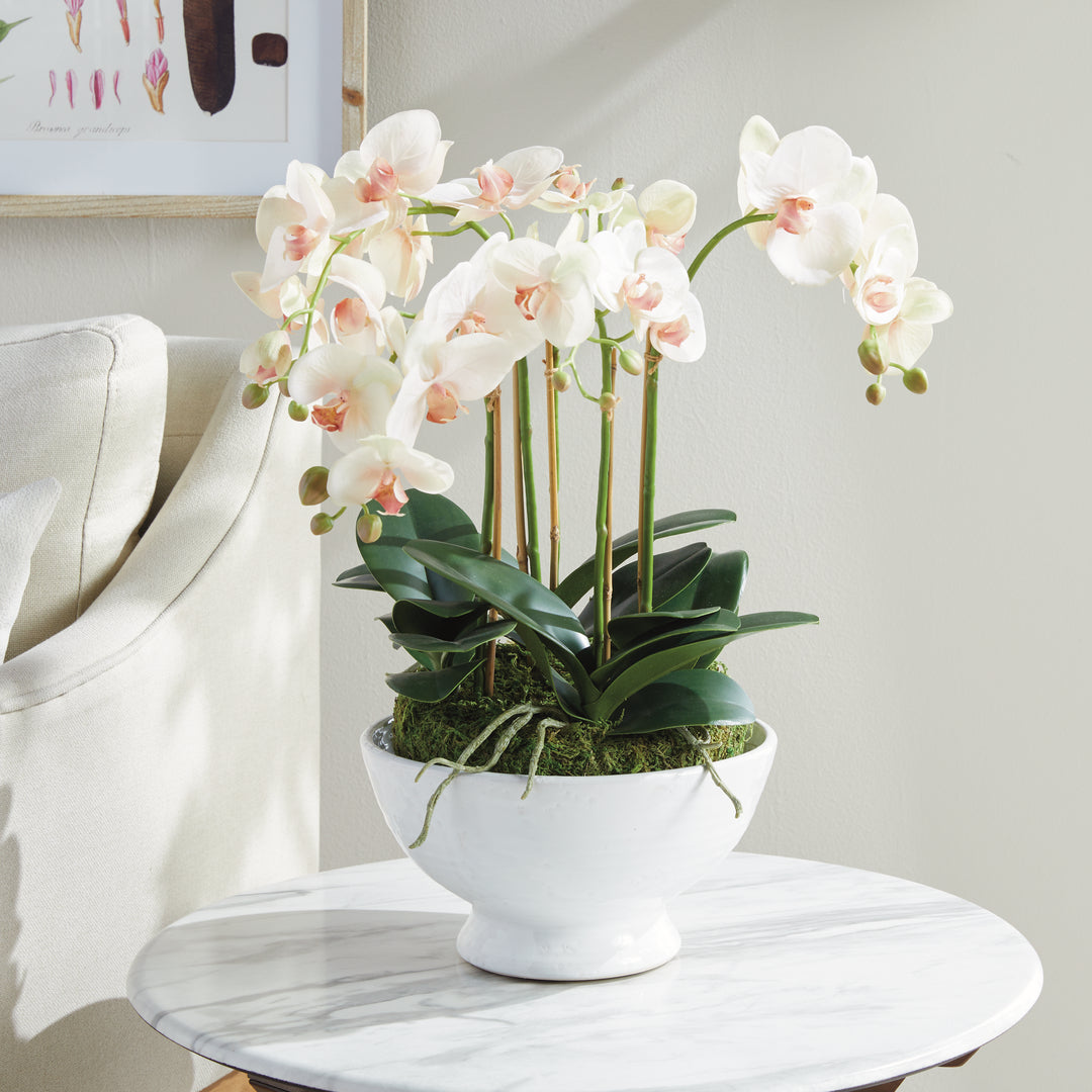 Phalaenopsis Blush Orchid Bowl Drop-In 18.5"