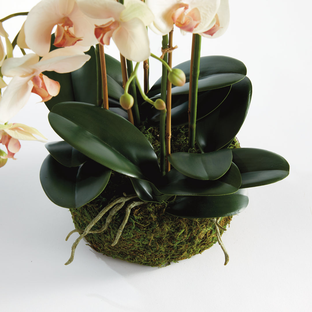 Phalaenopsis Blush Orchid Bowl Drop-In 18.5"