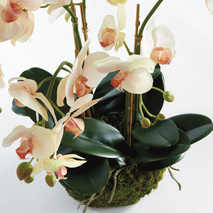 Phalaenopsis Blush Orchid Bowl Drop-In 18.5"
