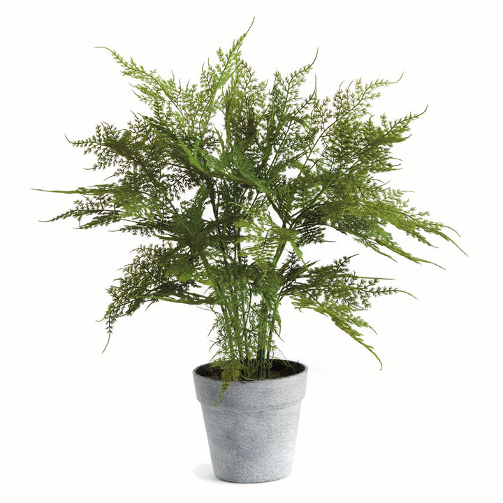 Realistic Plumosa Faux Fern Drop-In with Grower’s Pot