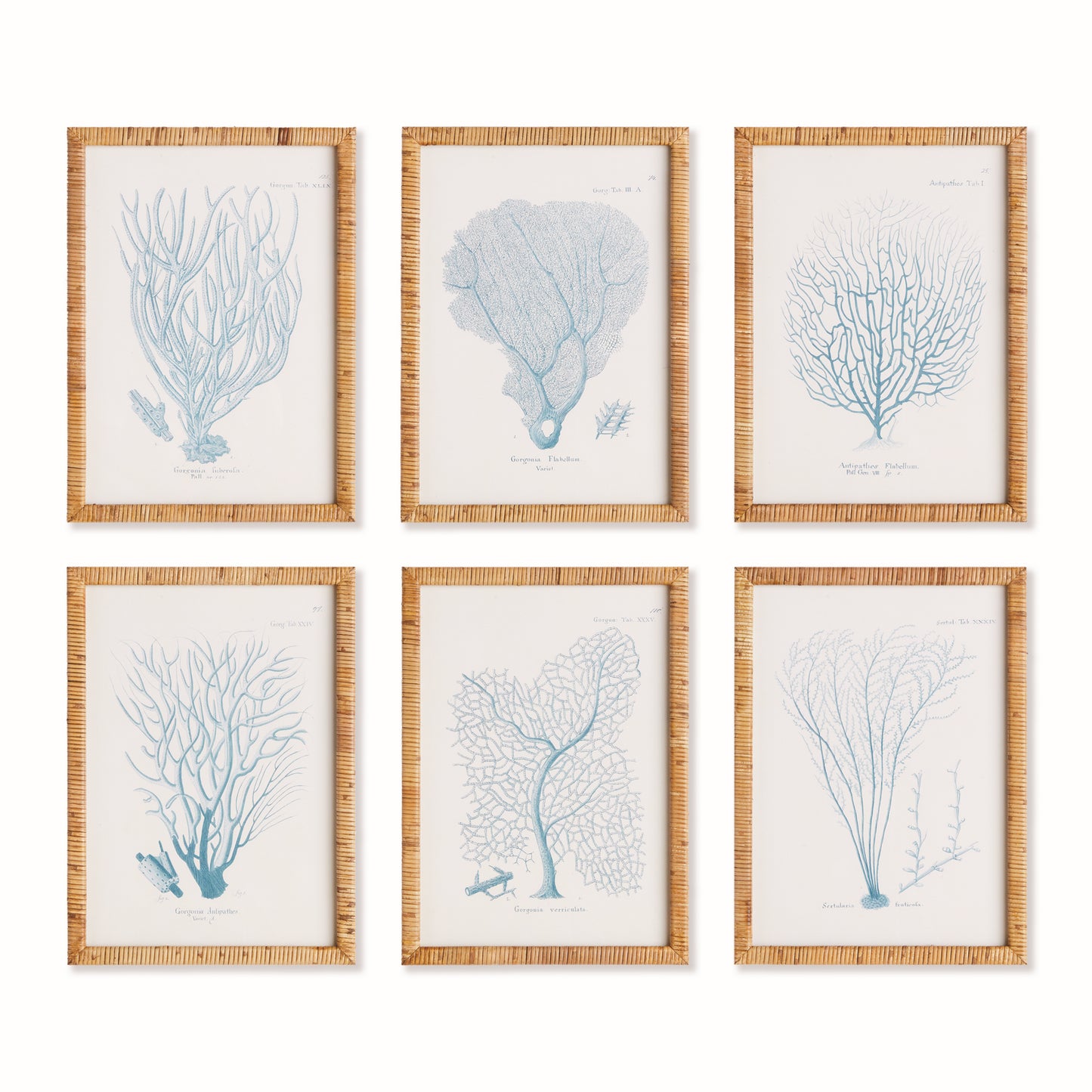 Elevate your home or office decor with this set of six magnificent sea fan and coral prints. The elegant rattan-wrapped frames perfectly complement the soothing indigo tone, making them a quintessential choice for upscale coastal chic style. As a product or industry expert, I highly recommend adding these prints to your collection for a touch of sophistication and refinement.