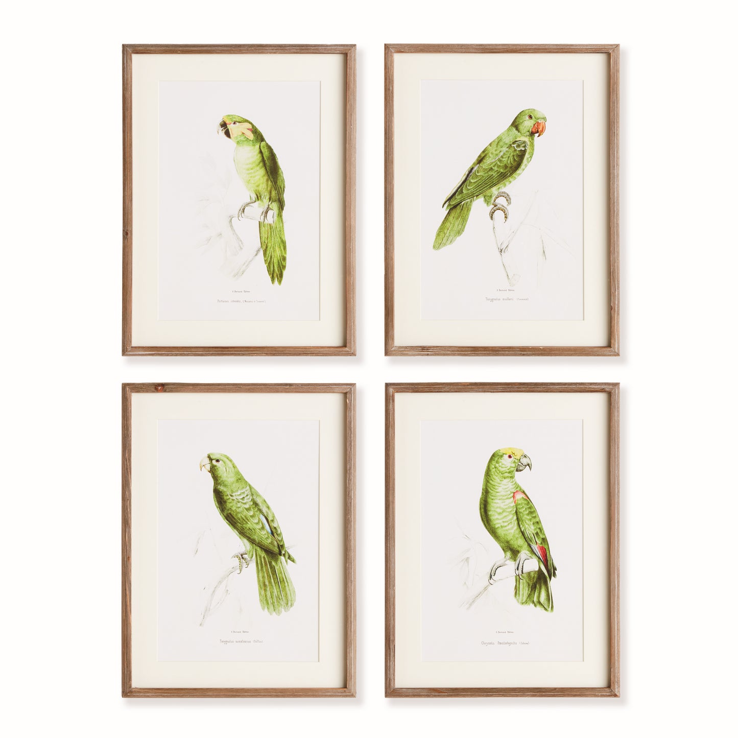 Designed in a timeless British Colonial style, these Parrot Wall Prints in Green bring a vibrant burst of color to any space, from bedroom to foyer. Crafted with superior materials, these prints capture the essence of nature and are an ideal decor choice for traditional coastal settings.