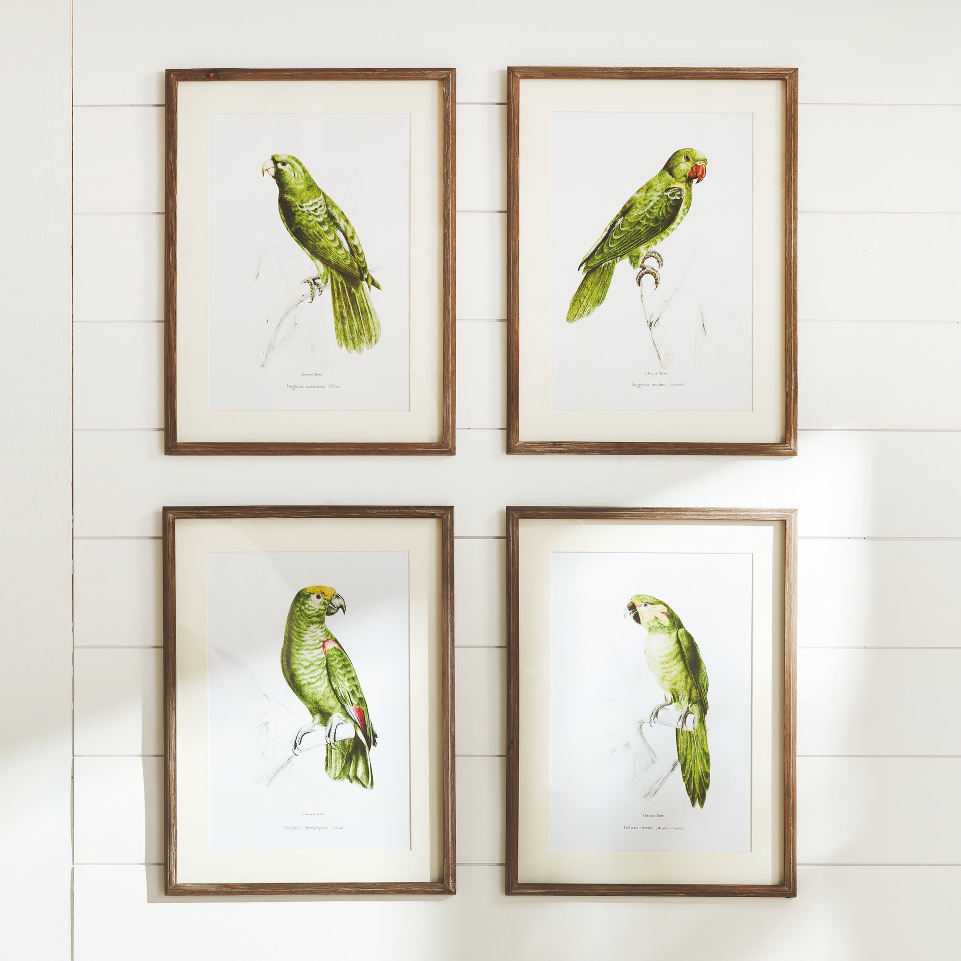 Designed in a timeless British Colonial style, these Parrot Wall Prints in Green bring a vibrant burst of color to any space, from bedroom to foyer. Crafted with superior materials, these prints capture the essence of nature and are an ideal decor choice for traditional coastal settings.