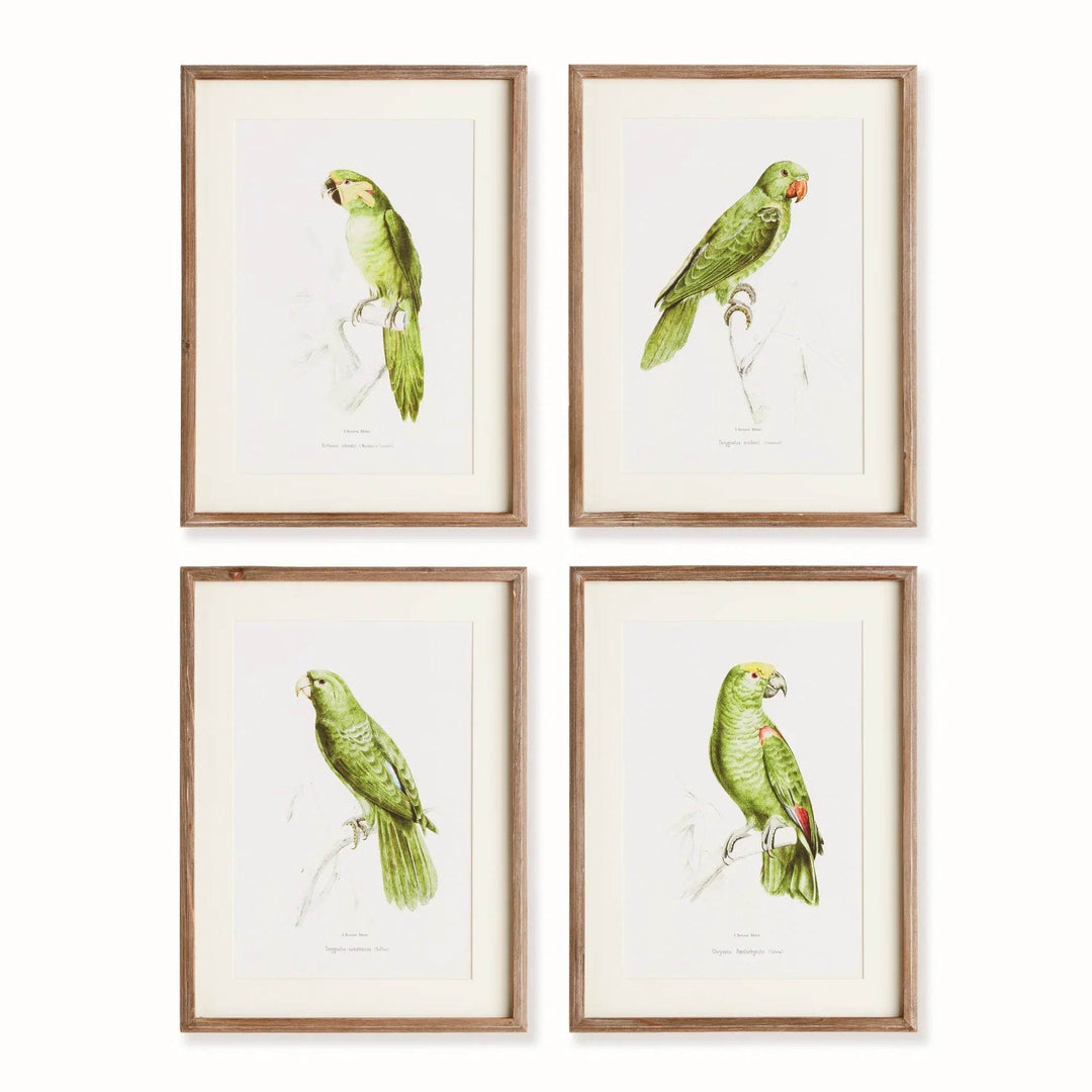 Parrot Wall Prints In Green