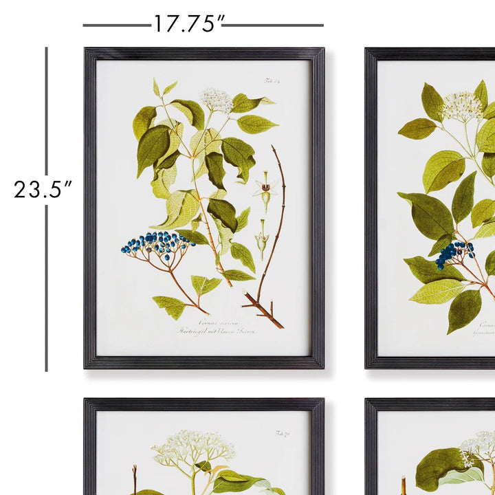 Floral And Berry Study Wall Prints - Delamere Design