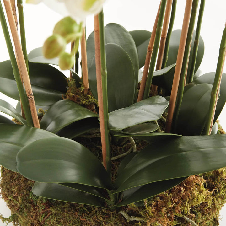 Realistic White Moth Orchid Artificial Drop-In Bowl Arrangement
