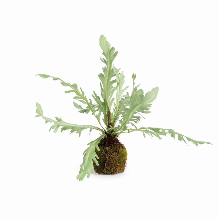 Rabbit Foot Drop-In 9" – Modern Organic