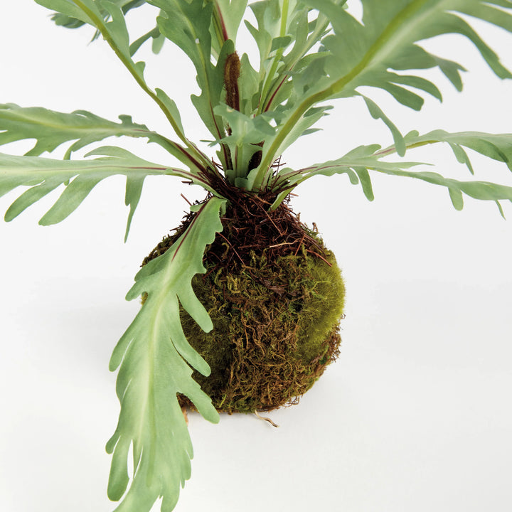 Rabbit Foot Drop-In 9" – Modern Organic