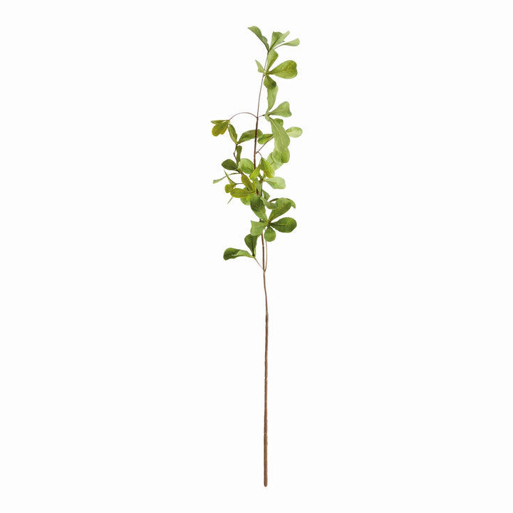 Shady Lady Black Olive Stems 28", Set Of 4 – Modern Organic