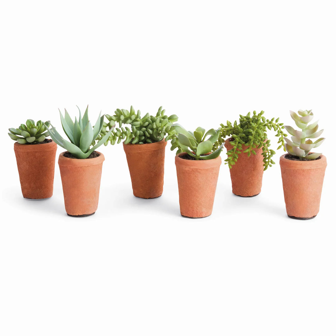 Potted Succulents 8.5", Set Of 6 – Modern Organic