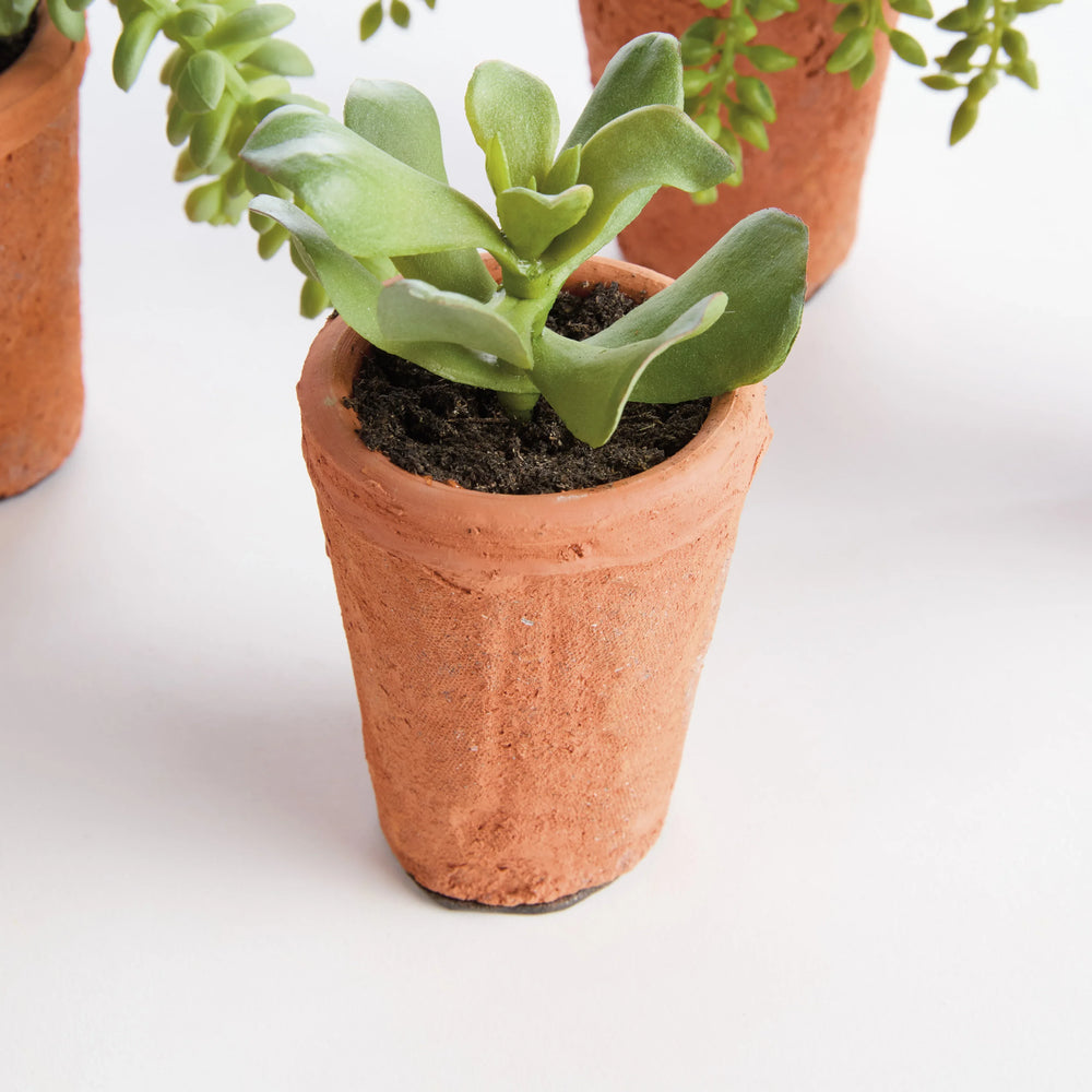 Potted Succulents 8.5", Set Of 6 – Modern Organic