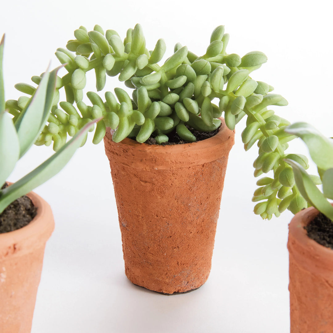 Potted Succulents 8.5", Set Of 6 – Modern Organic