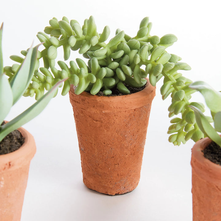 Potted Succulents 8.5", Set Of 6 – Modern Organic