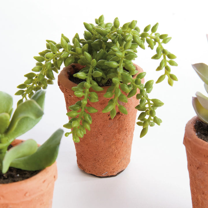 Potted Succulents 8.5", Set Of 6 – Modern Organic