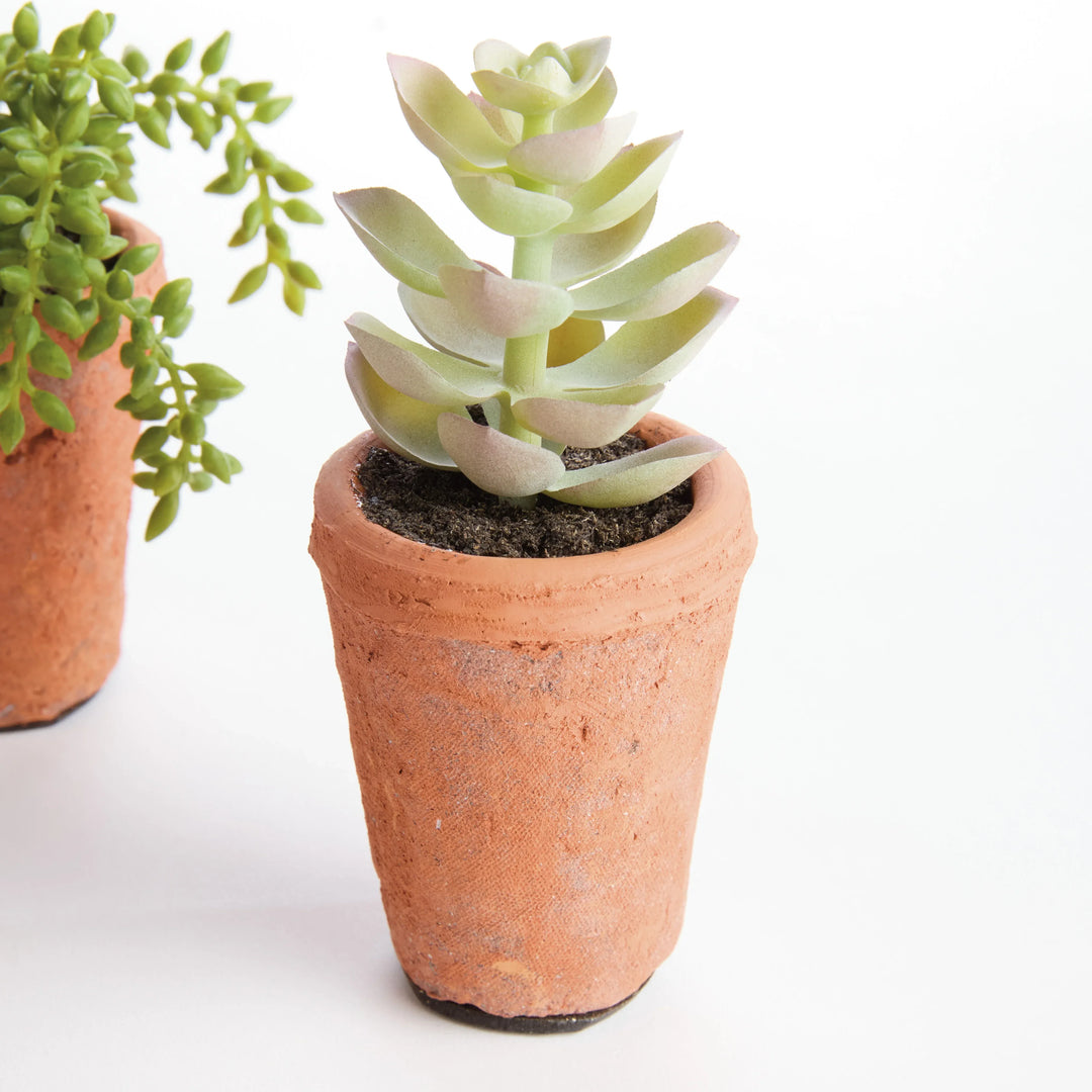 Potted Succulents 8.5", Set Of 6 – Modern Organic