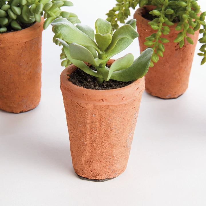 Potted Succulents 8.5", Set Of 6 – Modern Organic