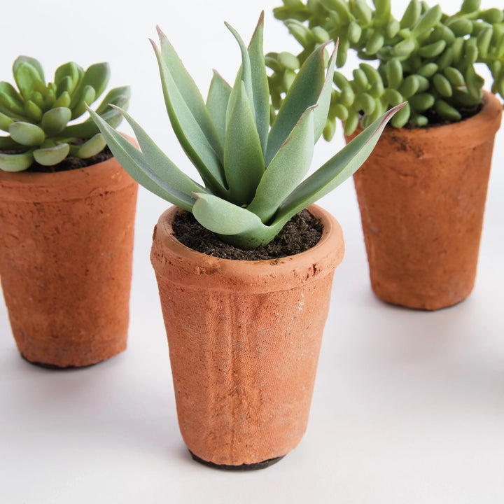 Potted Succulents 8.5", Set Of 6 – Modern Organic