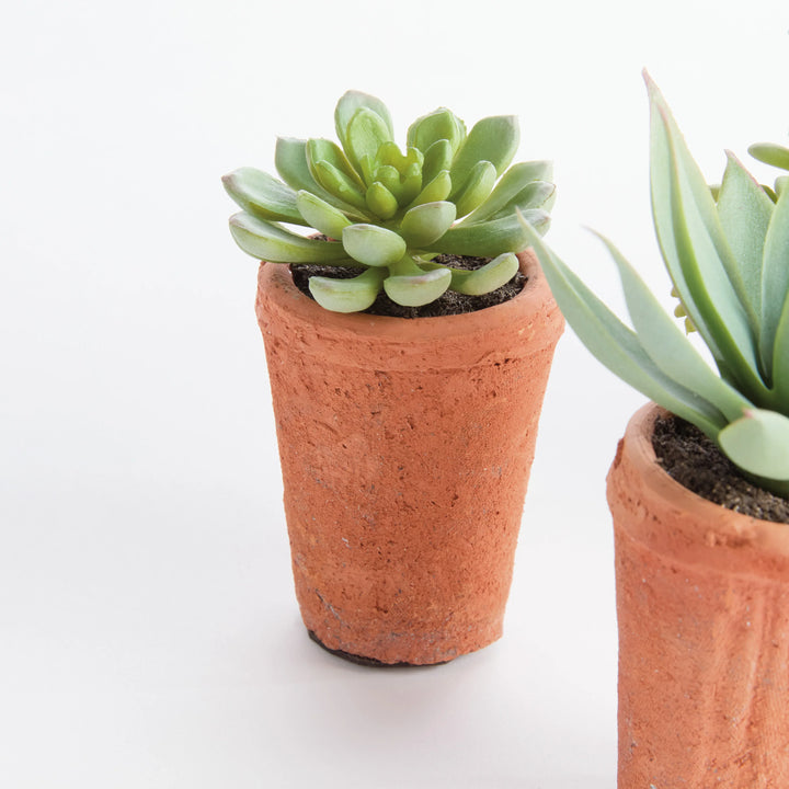 Potted Succulents 8.5", Set Of 6 – Modern Organic