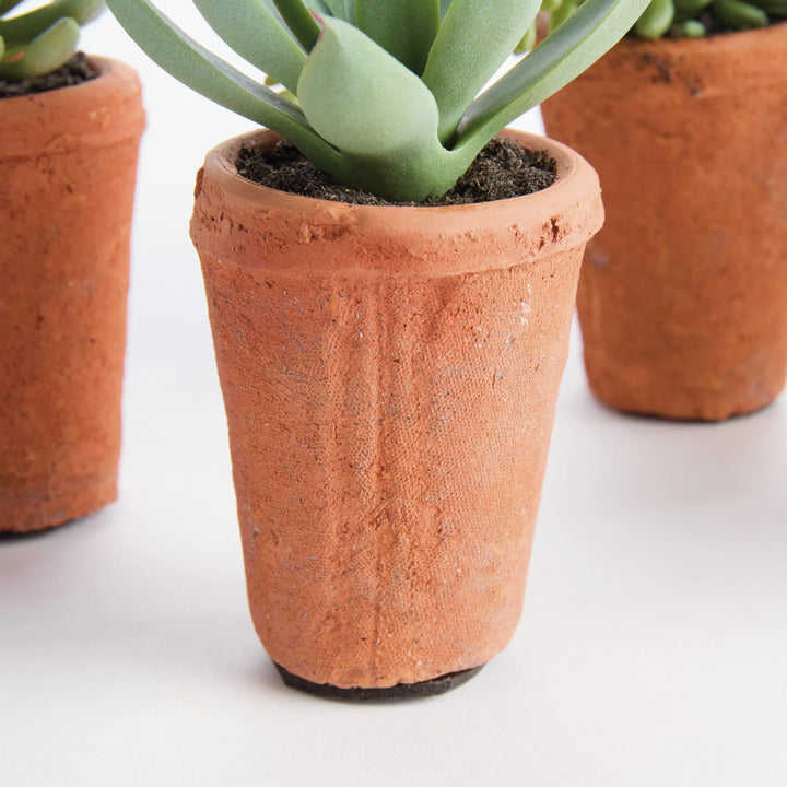 Potted Succulents 8.5", Set Of 6 – Modern Organic