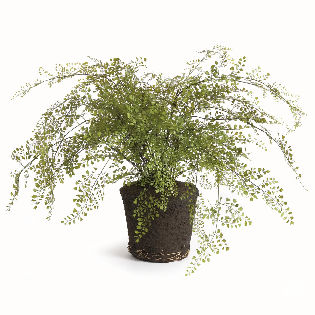 Maidenhair Drop-In 37" – Modern Organic