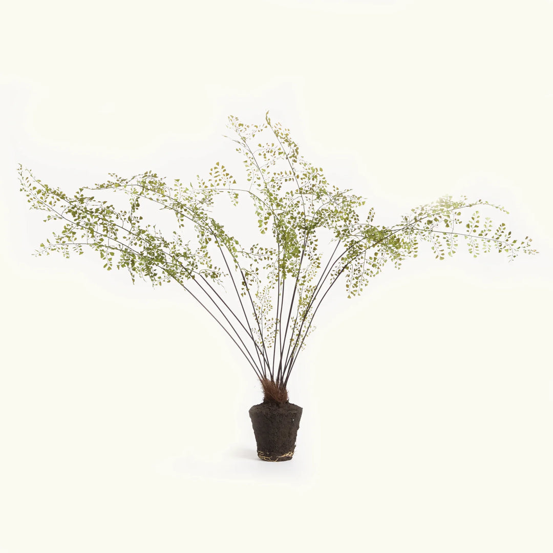 Maidenhair Drop-In 44" – Modern Organic