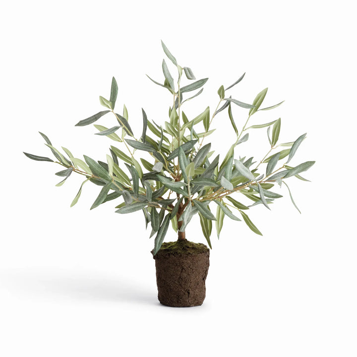 Olive Tree Drop-In 17.5" – Modern Organic