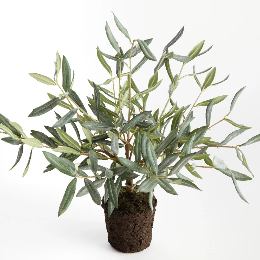 Olive Tree Drop-In 17.5" – Modern Organic