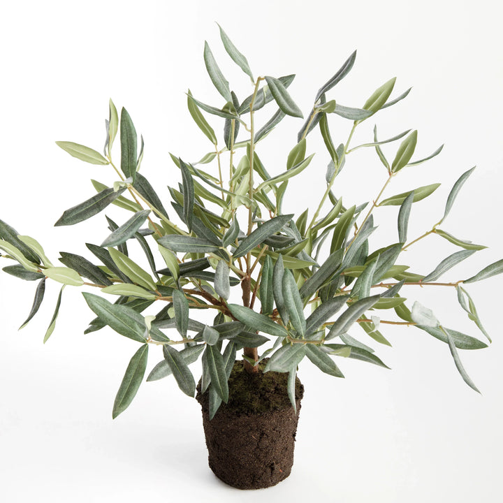 Olive Tree Drop-In 17.5" – Modern Organic