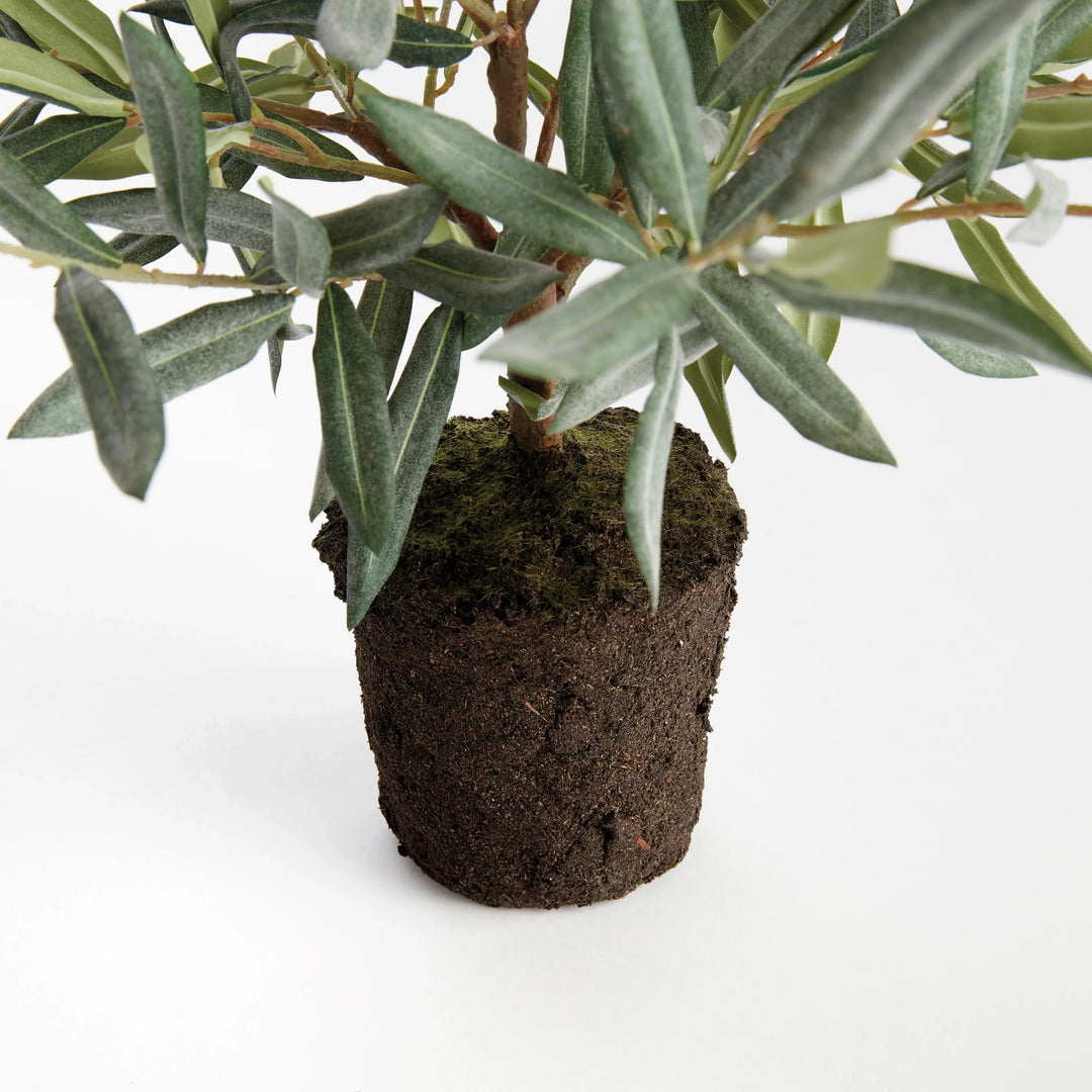 Olive Tree Drop-In 17.5" – Modern Organic