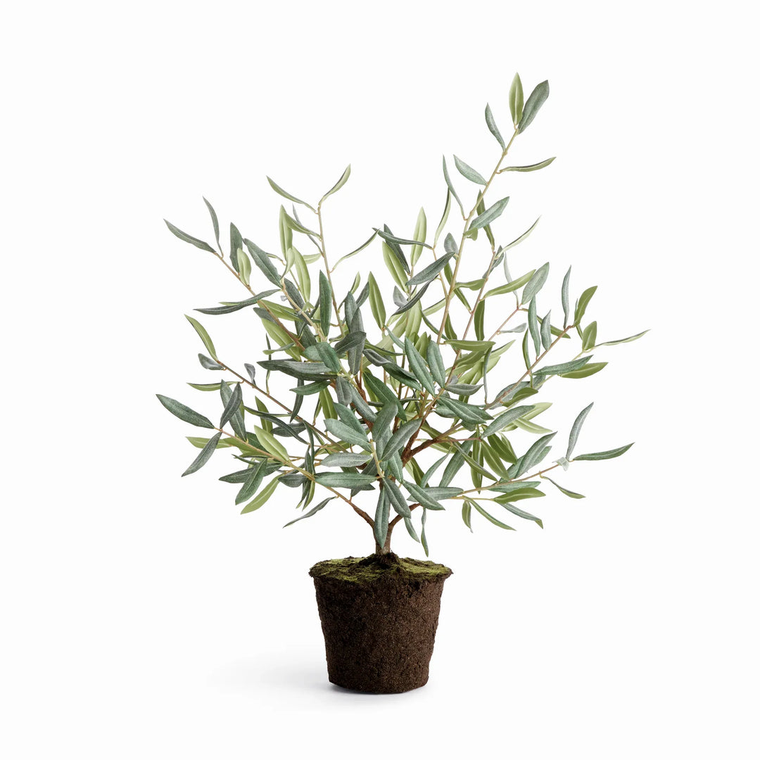 Olive Tree Drop-In 26" – Modern Organic