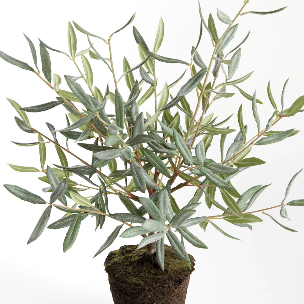 Olive Tree Drop-In 26" – Modern Organic