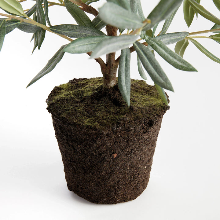 Olive Tree Drop-In 26" – Modern Organic