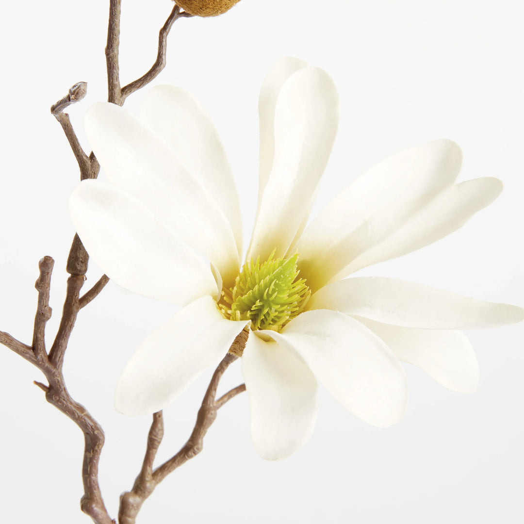 Star Magnolia Stems 18", Set Of 6 – Modern Organic