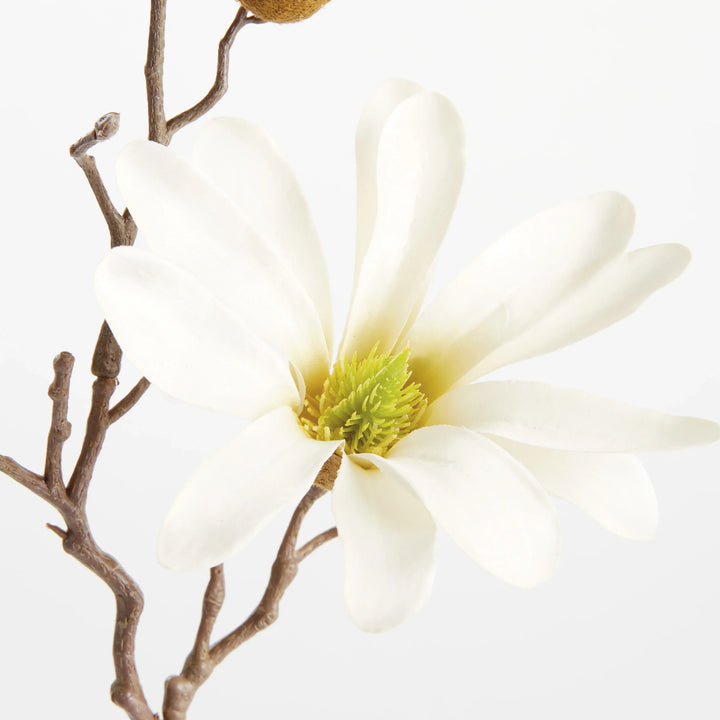 Star Magnolia Stems 18", Set Of 6 – Modern Organic