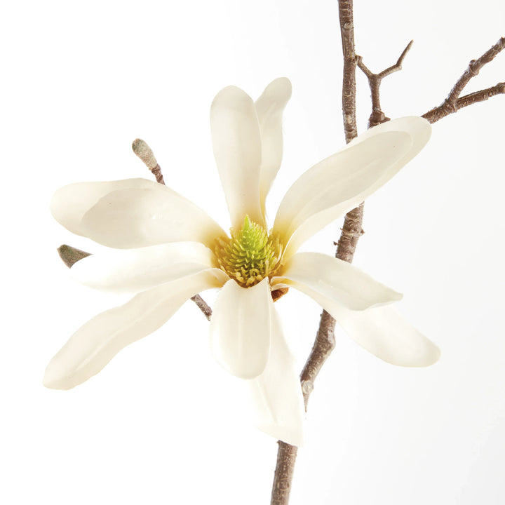Star Magnolia Branches 32", Set Of 6 – Modern Organic